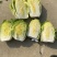 黄心白菜河南开封大白菜大量供应基地直发代收代发货源稳定