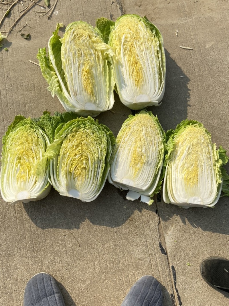 黄心白菜河南开封大白菜大量供应基地直发代收代发货源稳定