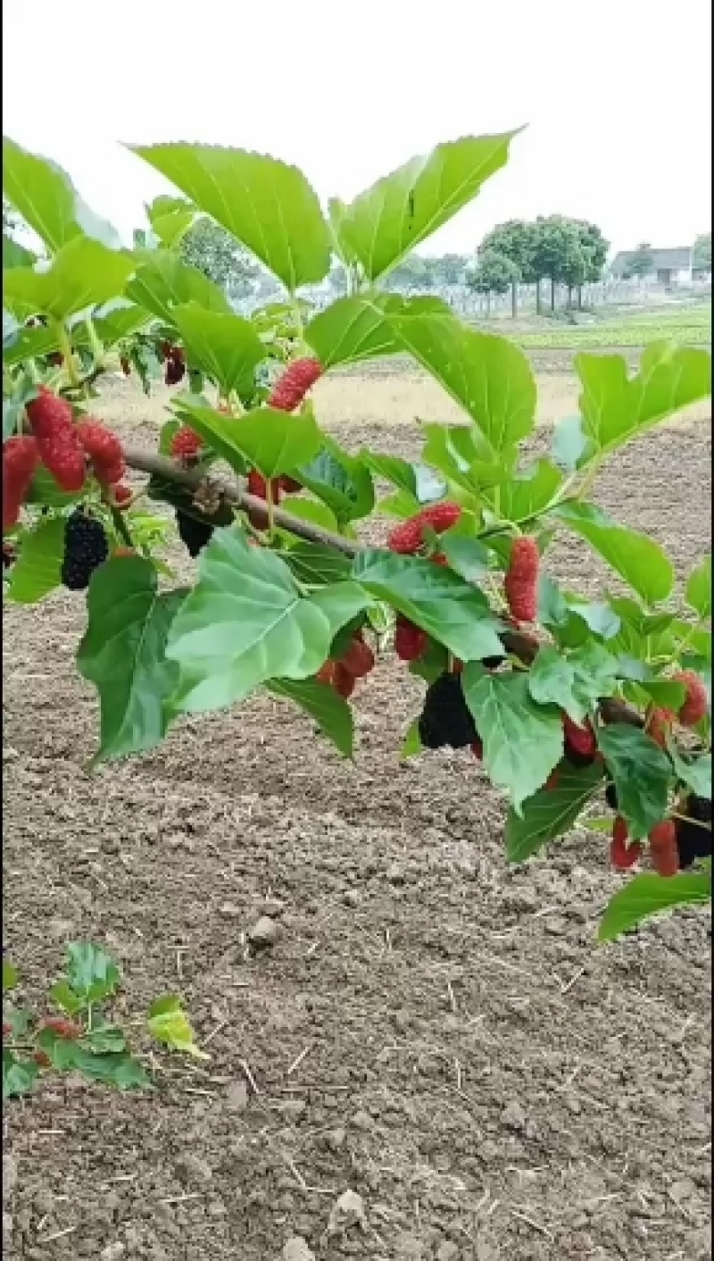 桑树苗云桑1号2号桑果苗100%嫁接桑葚苗