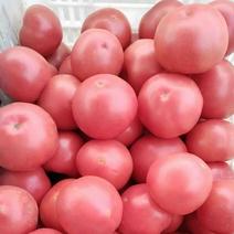 硬粉西红柿大量供应对接中价格优惠货源充足全国代发