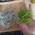 张家界沁韵莓茶