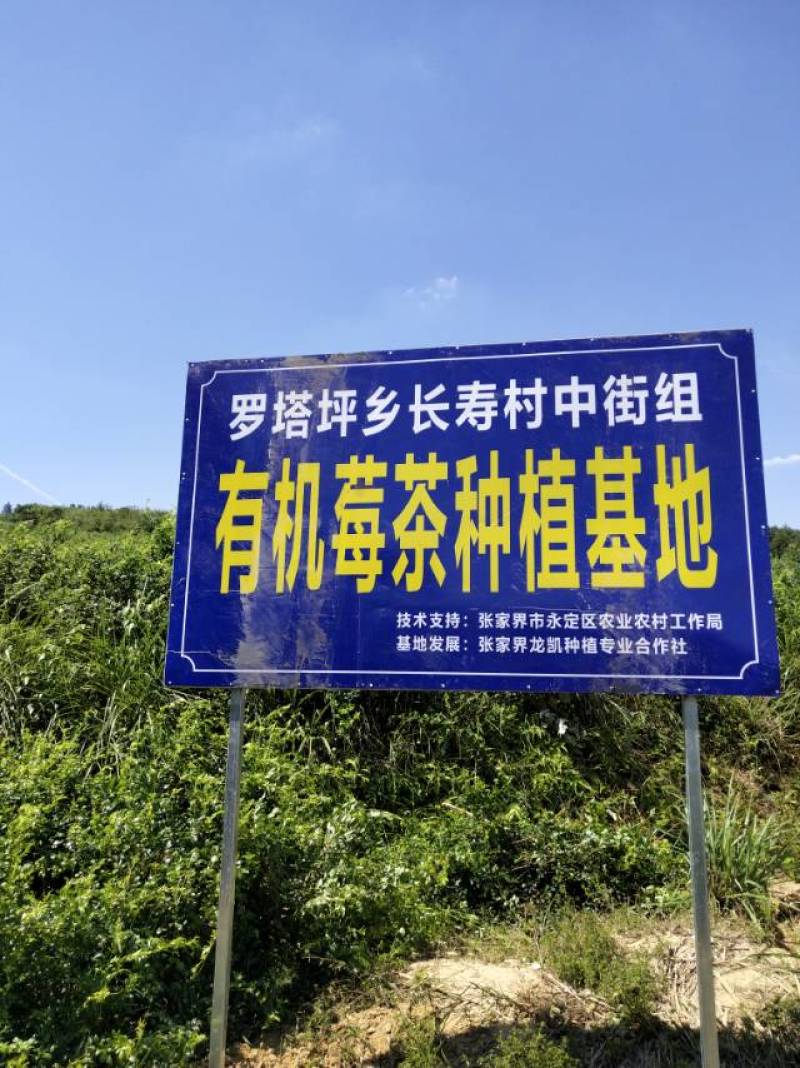 张家界沁韵莓茶