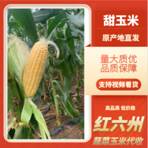 玉米甜玉米安徽糯玉米产地一手货源欢迎来电咨询订购