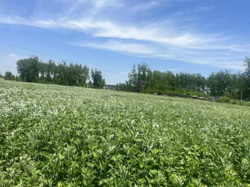 精品艾草新鲜艾草艾苗新鲜艾草产地发货欢迎咨询