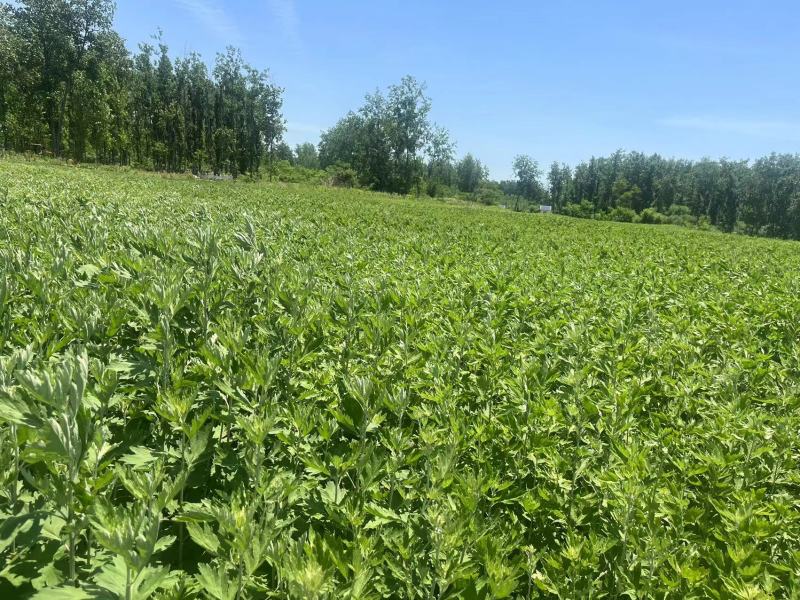 精品艾草新鲜艾草艾苗新鲜艾草产地发货欢迎咨询