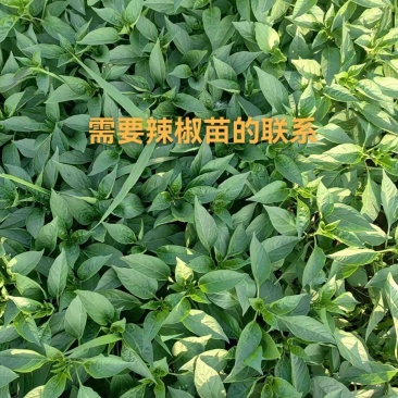 818线椒苗200亩大量批发结的多产量高教技术