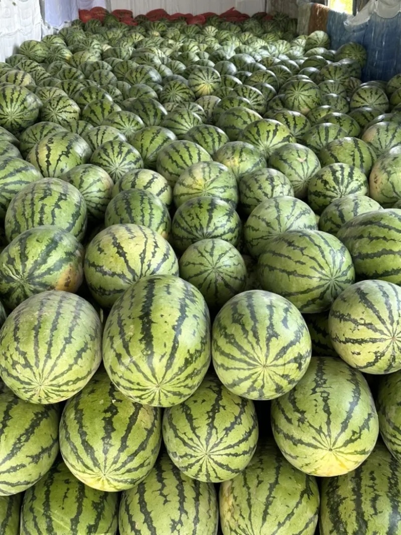【精选】宁夏石头瓜金城5号西瓜皮薄多汁包熟包甜