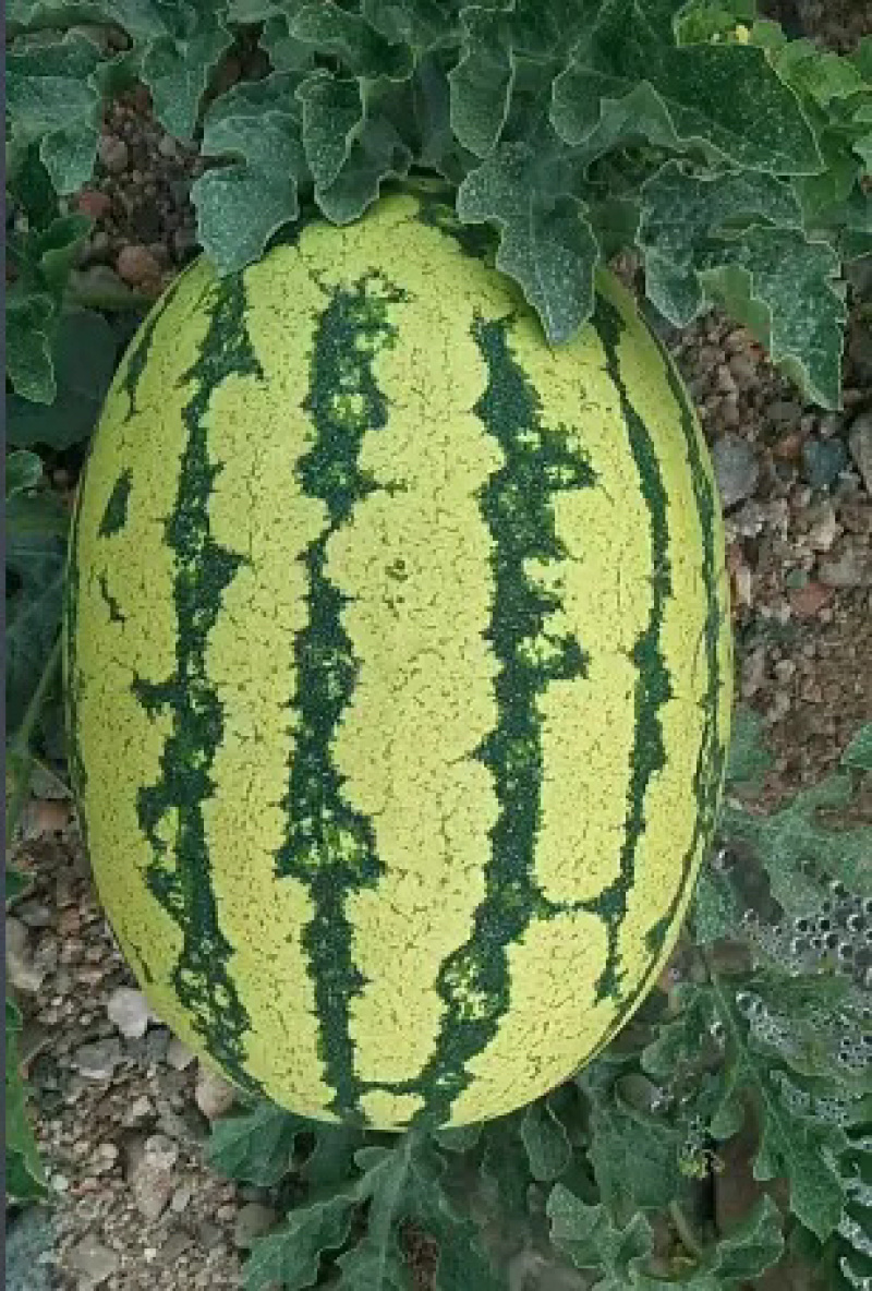 【精选】宁夏石头瓜金城5号西瓜皮薄多汁包熟包甜