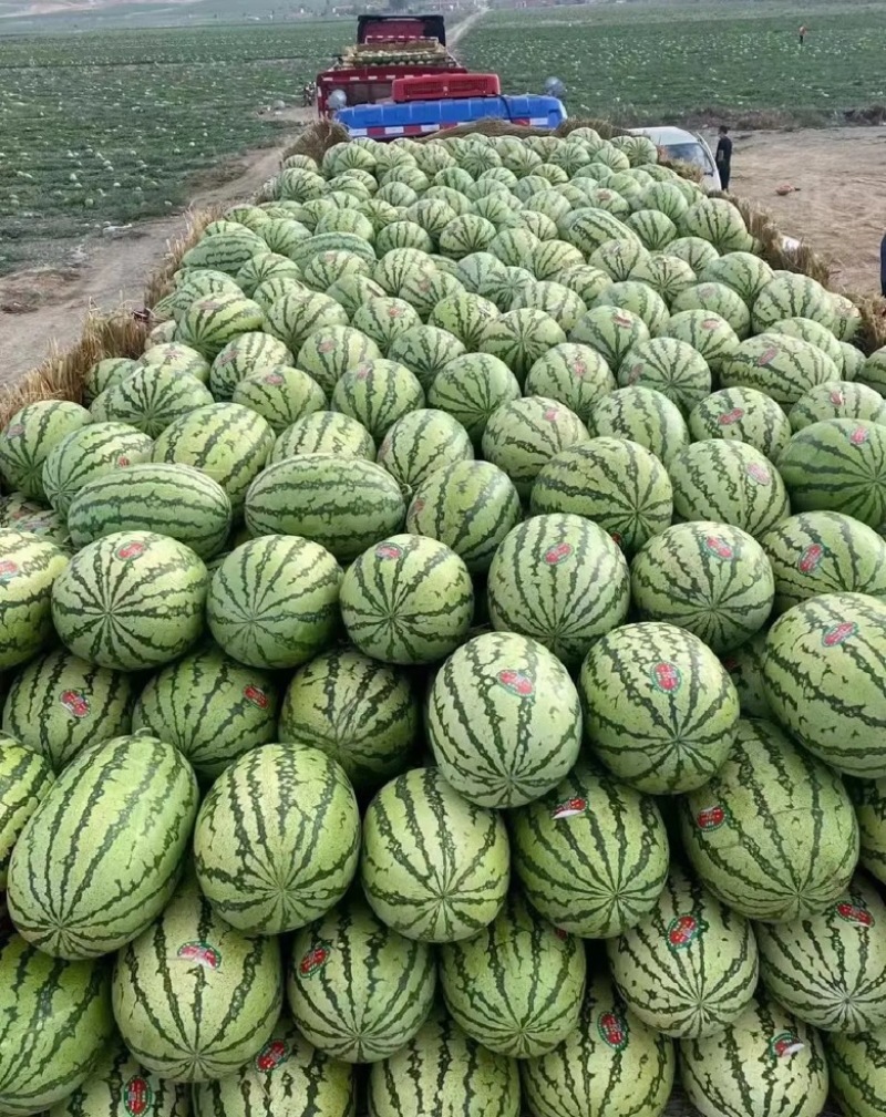 【精选】宁夏石头瓜金城5号西瓜皮薄多汁包熟包甜