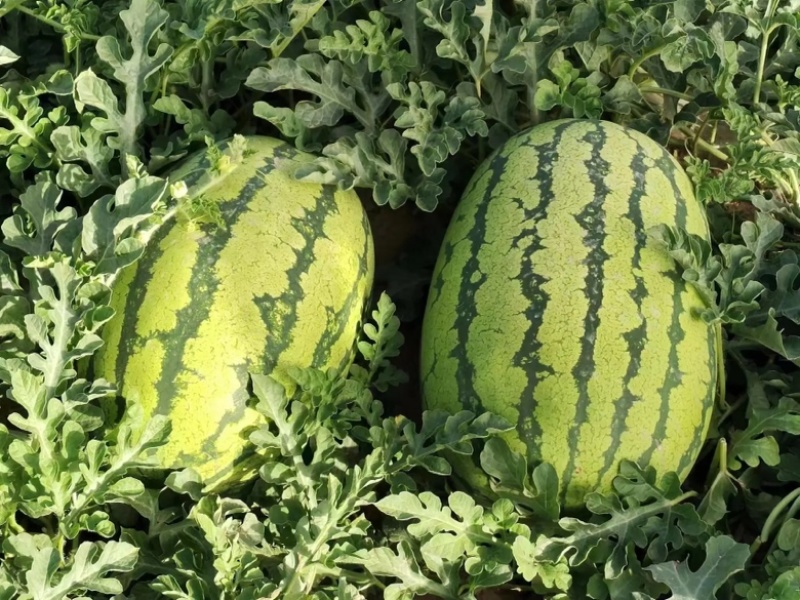 【精选】宁夏石头瓜金城5号西瓜皮薄多汁包熟包甜