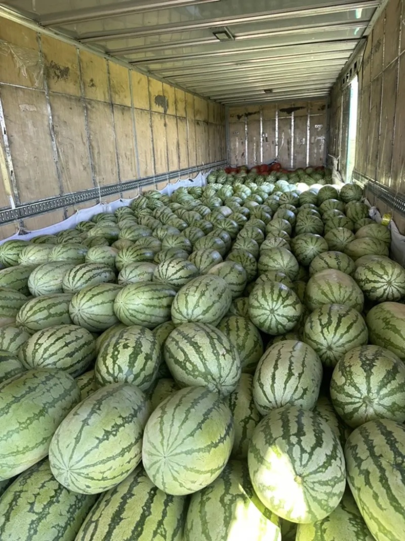 【精选】宁夏石头瓜金城5号西瓜皮薄多汁包熟包甜