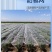 防雹网植物防雹网，果园防雹网保用5~8年。
