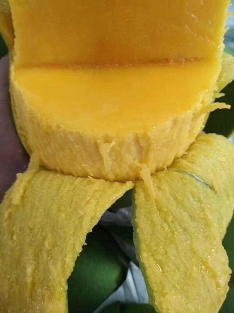 一件代发正宗大青芒西双版纳超甜新鲜芒果水果当季云南现摘发