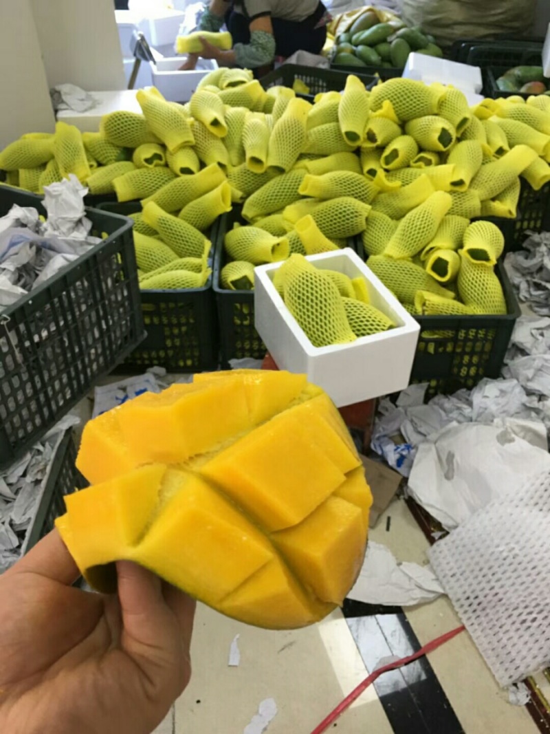 一件代发正宗大青芒西双版纳超甜新鲜芒果水果当季云南现摘发