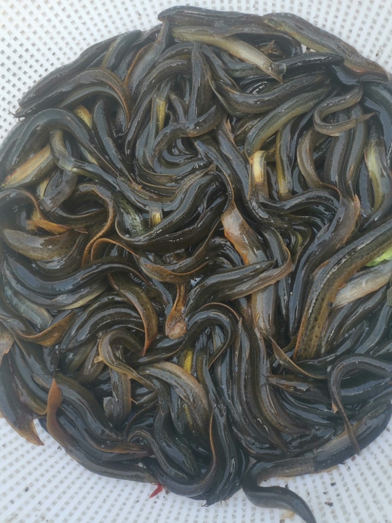 黄鳝本地正宗稻田鳝鱼，各种规格都有，现货现发，都是当天抓
