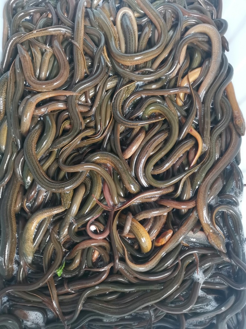 黄鳝本地正宗稻田鳝鱼，各种规格都有，现货现发，都是当天抓