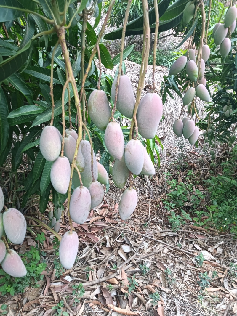 大贵妃
