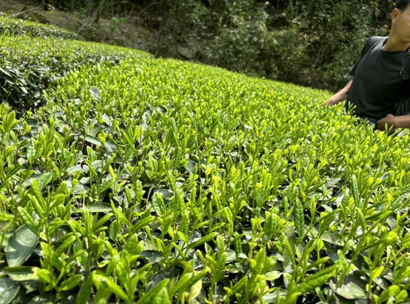 湄潭毛峰高山云雾茶贵州茶2024新茶叶