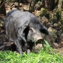 放养藏香猪都是喂上一年半以上的猪从小吃玉米和草长大