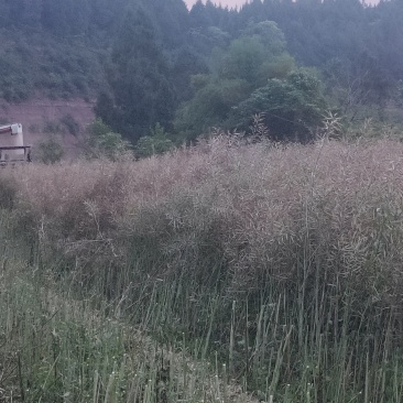 四川遂宁油菜籽