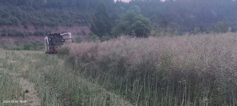 四川遂宁油菜籽
