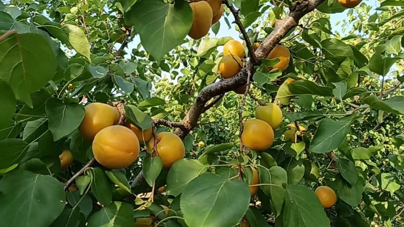 金太阳杏