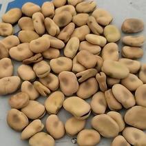 精品干蚕豆，胡豆大量供应云南产区直发量大从优，欢迎咨询