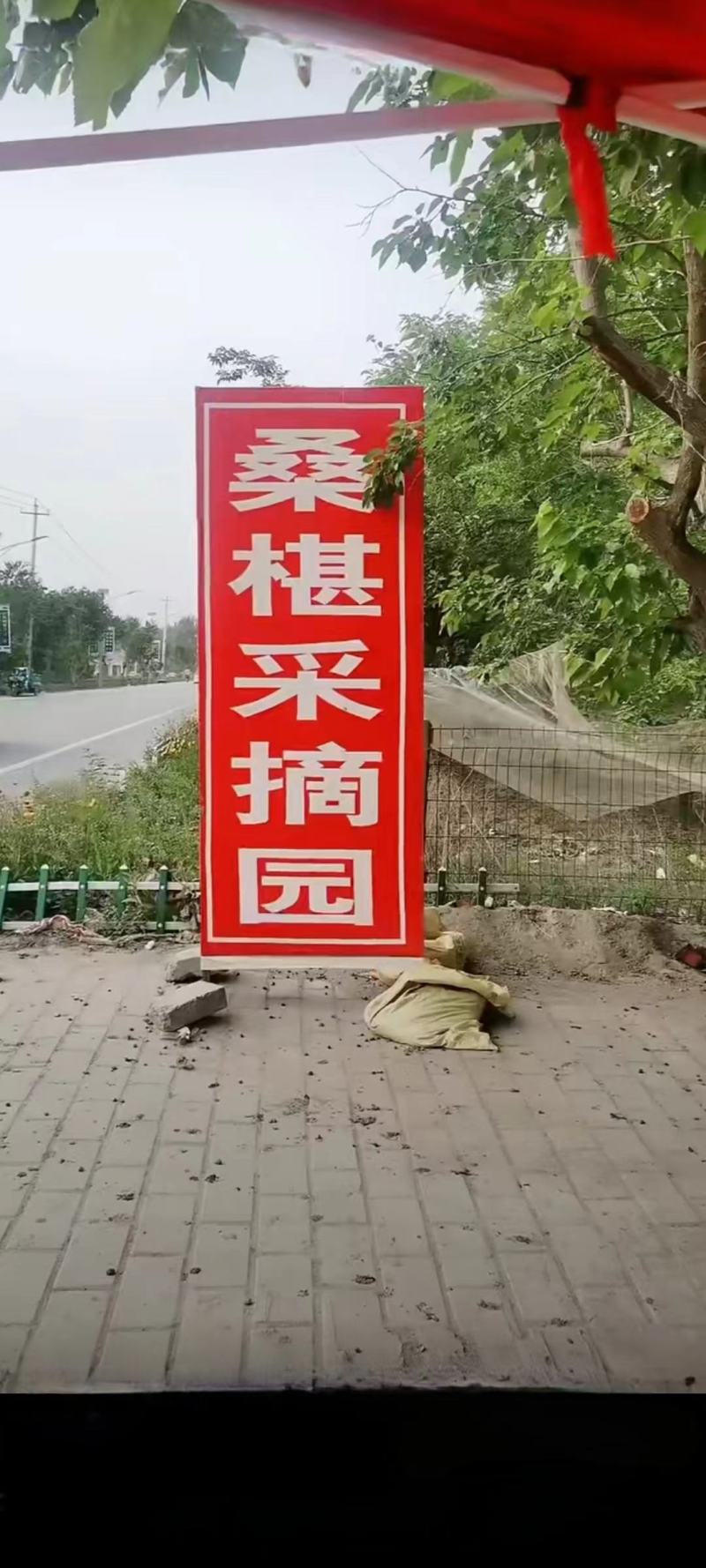 桑葚熟啦