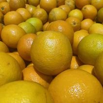 埃及进口橙子蜜香橙大量上市，海南直发，量大，品质