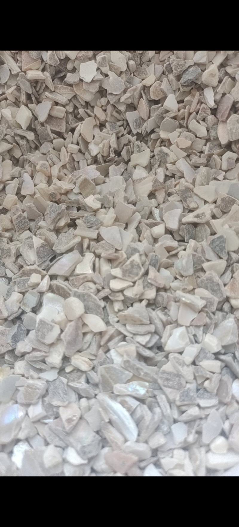 珍珠母珍珠母统片产地浙江省地道药材紫轩堂药业