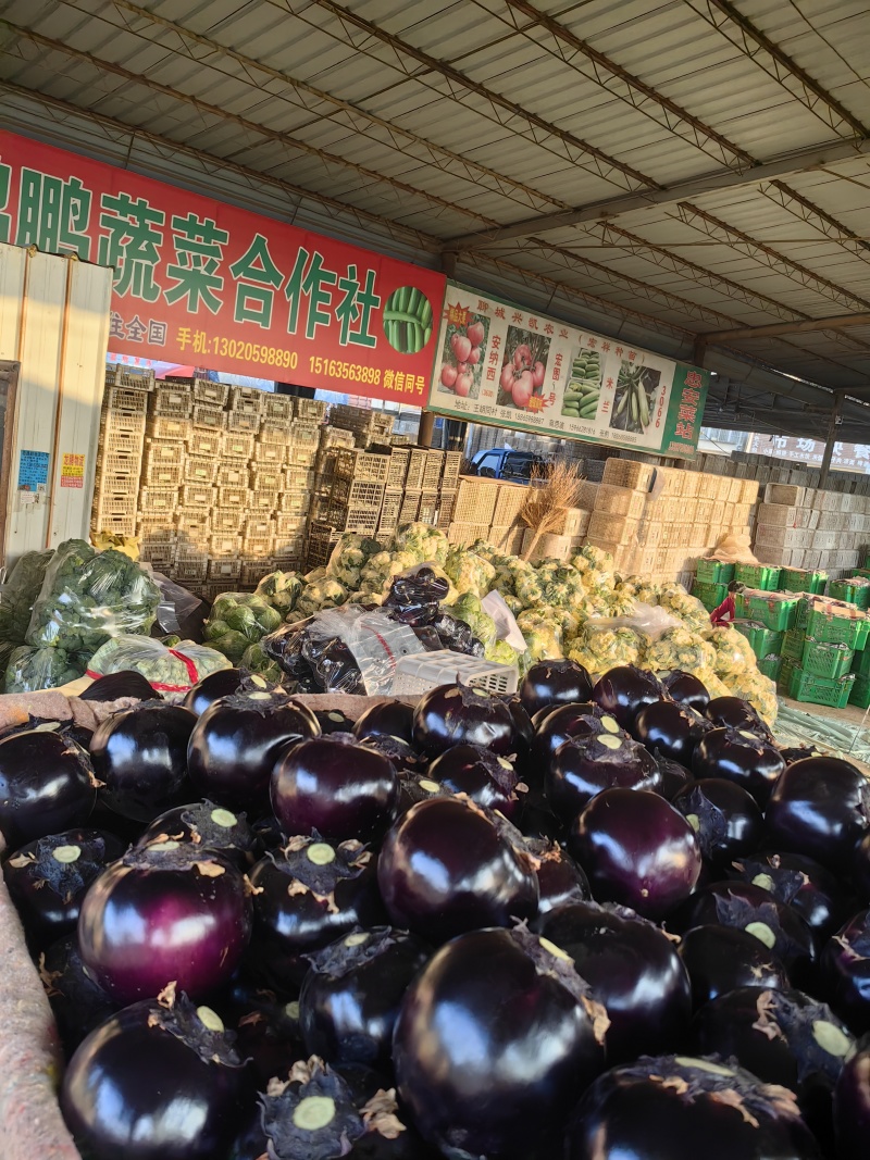 【】紫光圆茄大量供应，价格低，质量好果型好