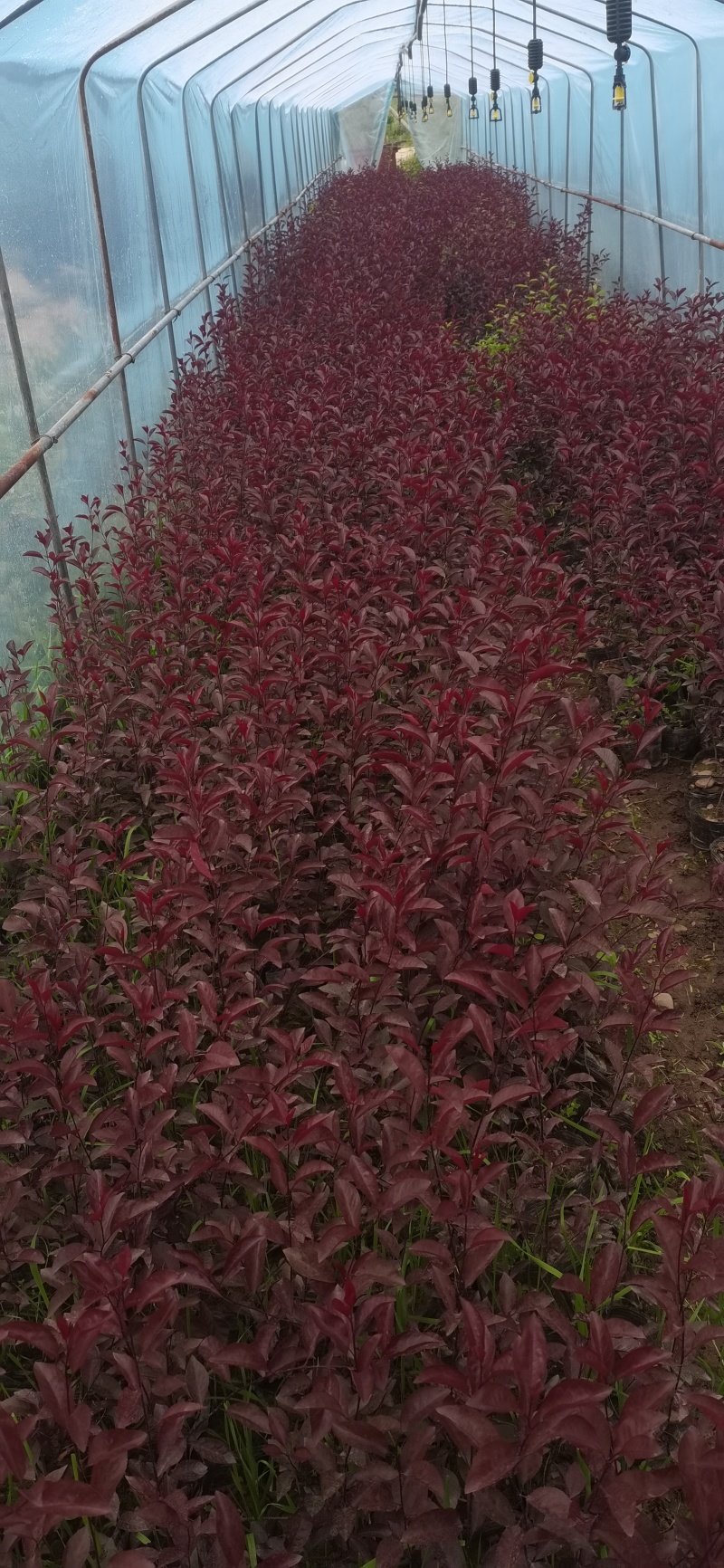 甘肃陇南紫叶矮樱基地直发，各种规格齐全，欢迎来电咨询