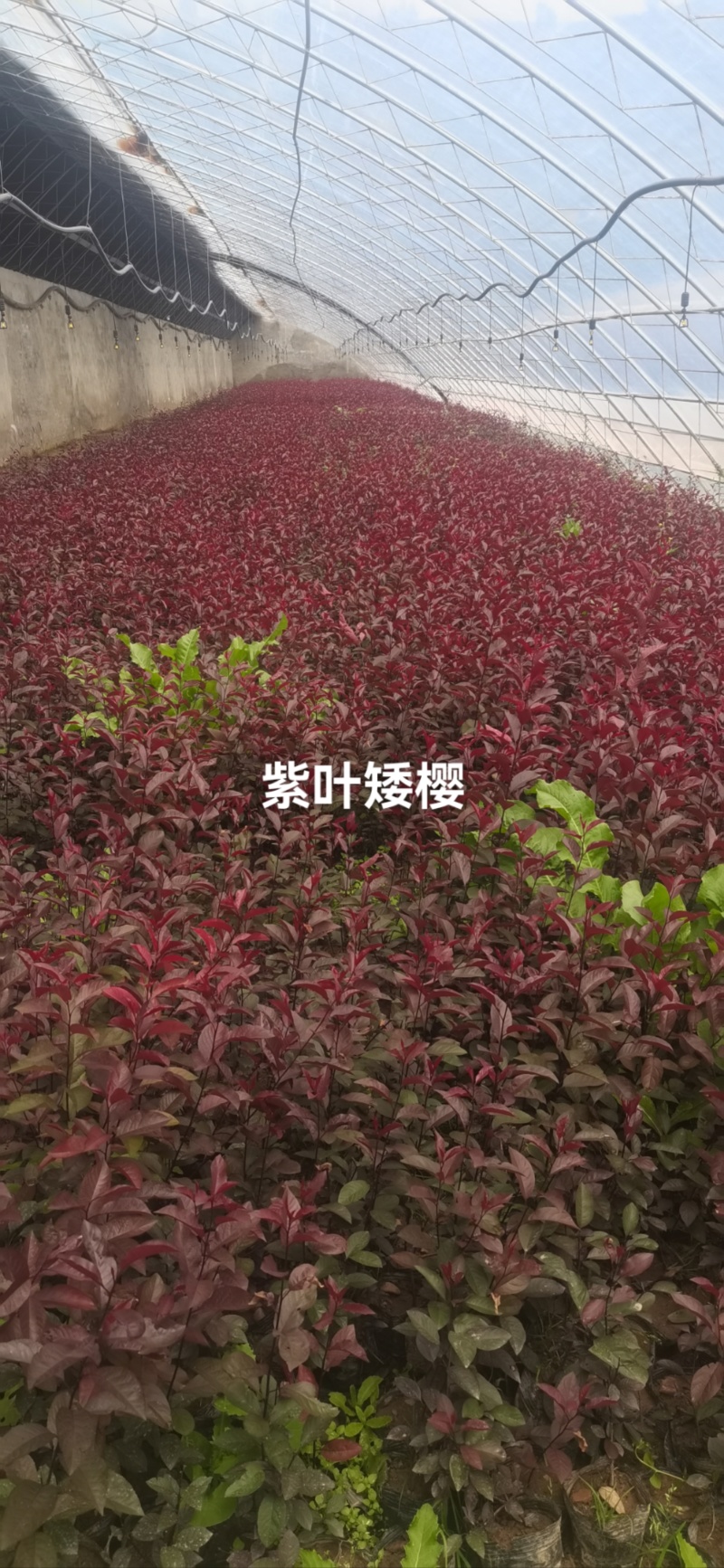 甘肃陇南紫叶矮樱基地直发，各种规格齐全，欢迎来电咨询