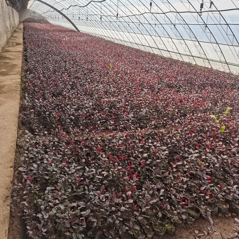 甘肃陇南紫叶矮樱基地直发，各种规格齐全，欢迎来电咨询