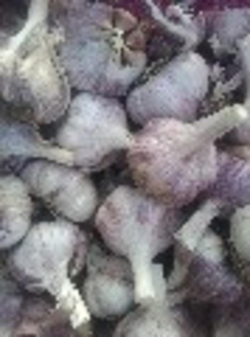 精品大蒜紫皮蒜货源充足量大从优质量保证欢迎咨询