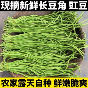 豆角/山东豆角/莘县豆角/青条豆角/长豆角/供应电商市场