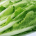 毛白菜【基地发货】精品小白菜，杭白菜大量上市中，现挖现发