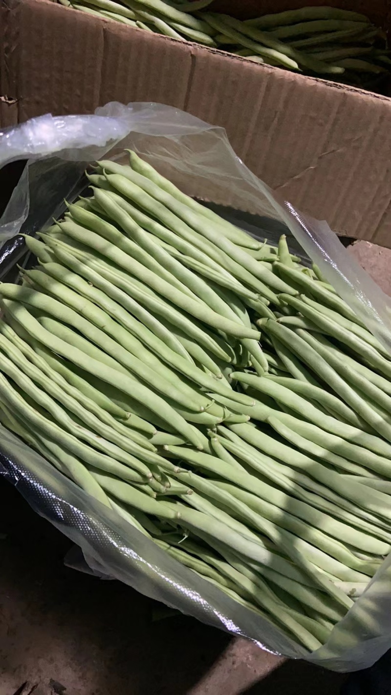 四季豆架豆淮安四季豆产地批发大量供货支持代发全国