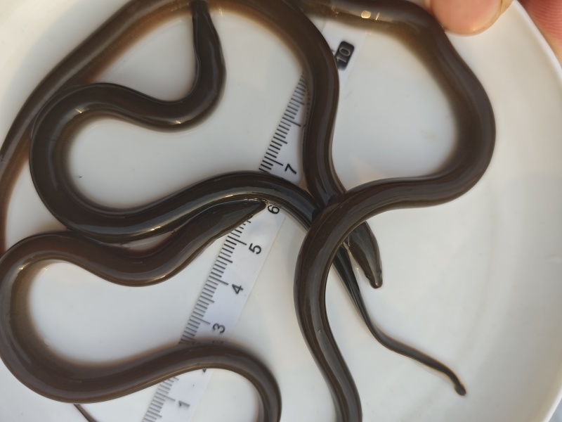 良种黄鳝苗适应性强技术指导耐低氧广食性好品出售