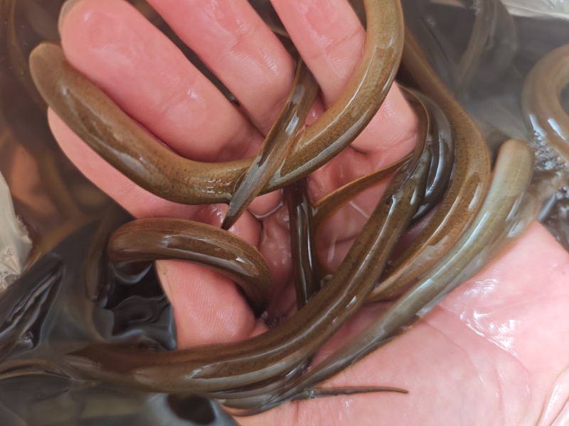 良种黄鳝苗适应性强技术指导耐低氧广食性好品出售
