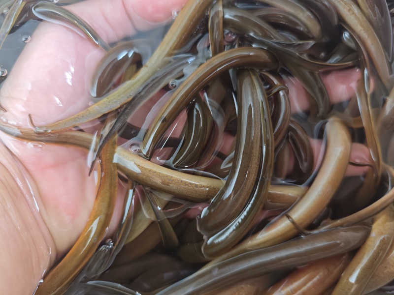 良种黄鳝苗适应性强技术指导耐低氧广食性好品出售