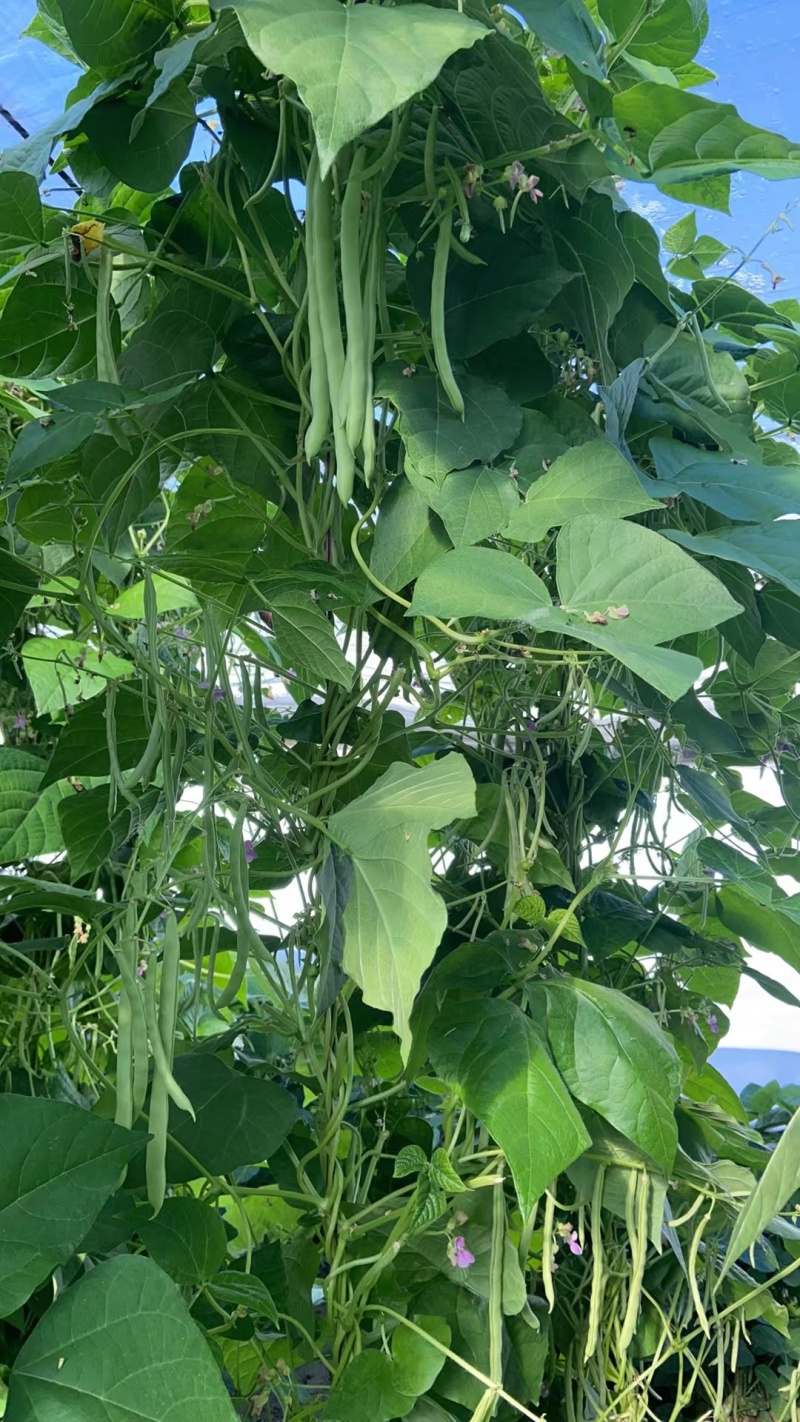 四季豆架豆淮安四季豆产地批发大量供货支持代发全国