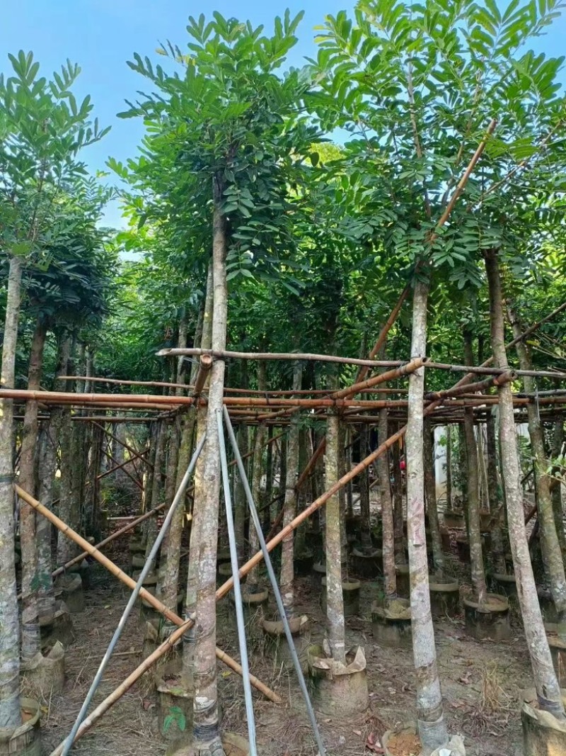 桃花心木5–18分低价出售