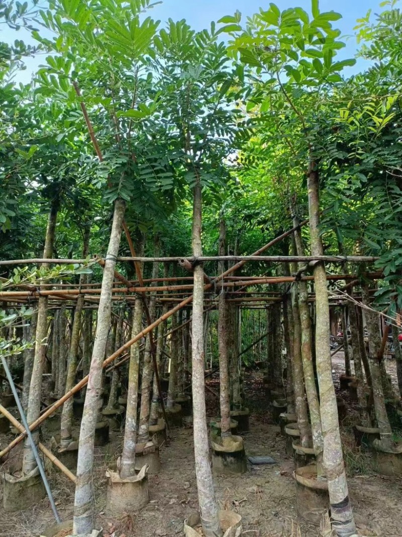 桃花心木5–18分低价出售