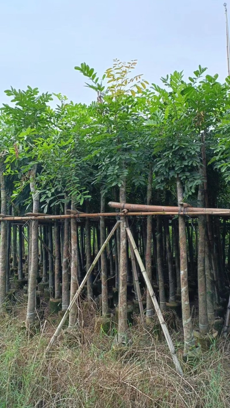 桃花心木5–18分低价出售