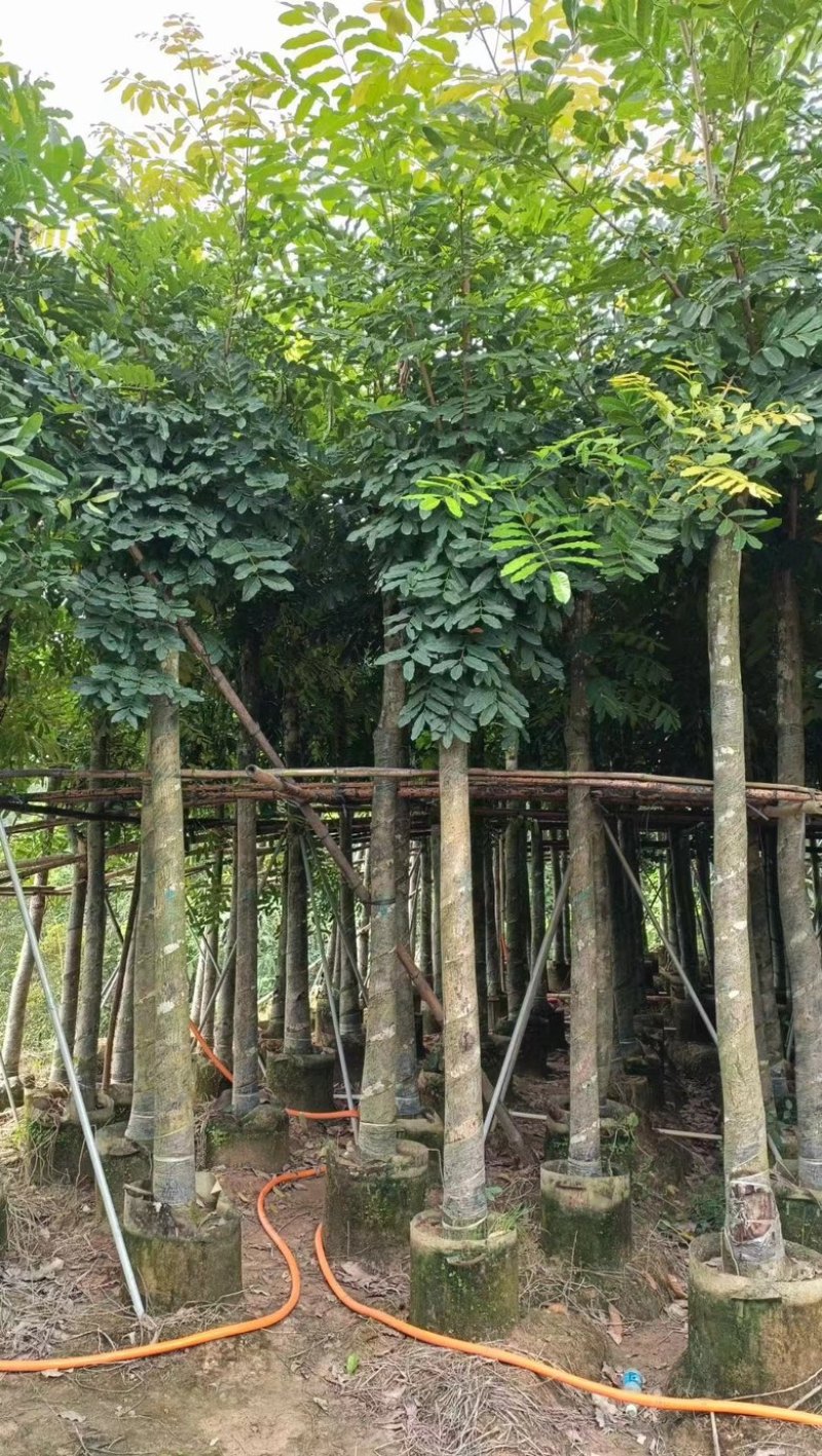 桃花心木5–18分低价出售