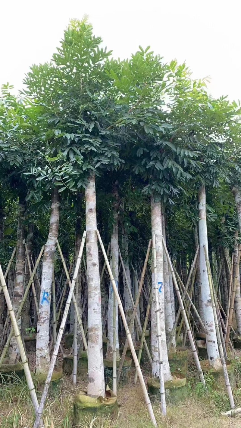 桃花心木5–18分低价出售