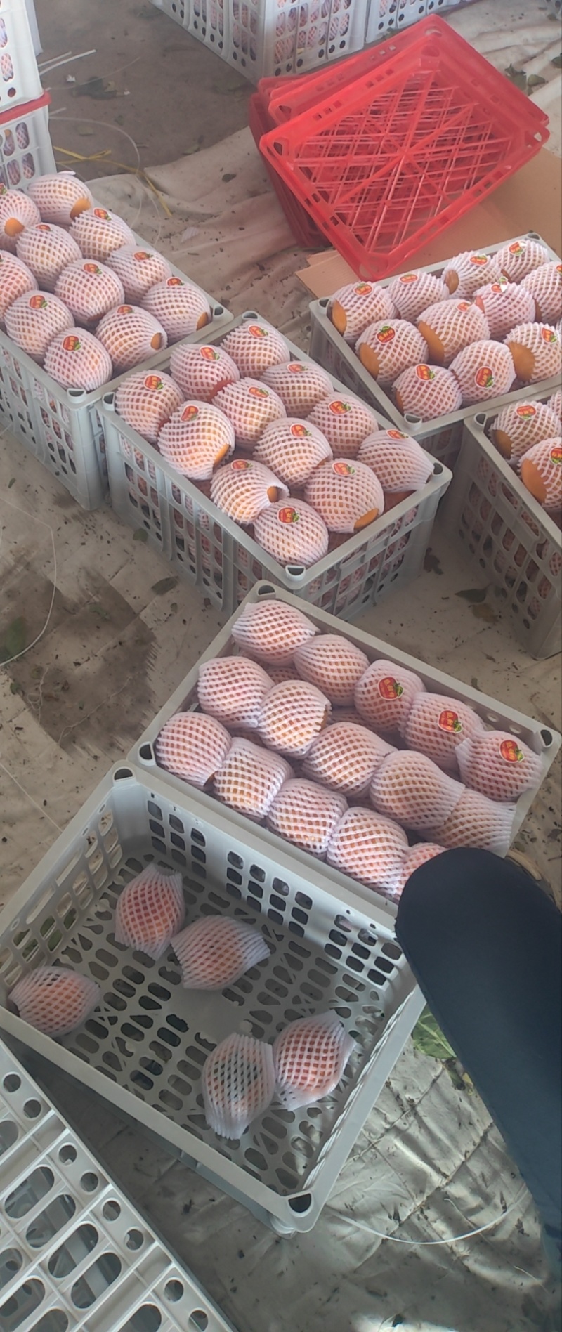 阳丰脆柿子巧克力脆柿子