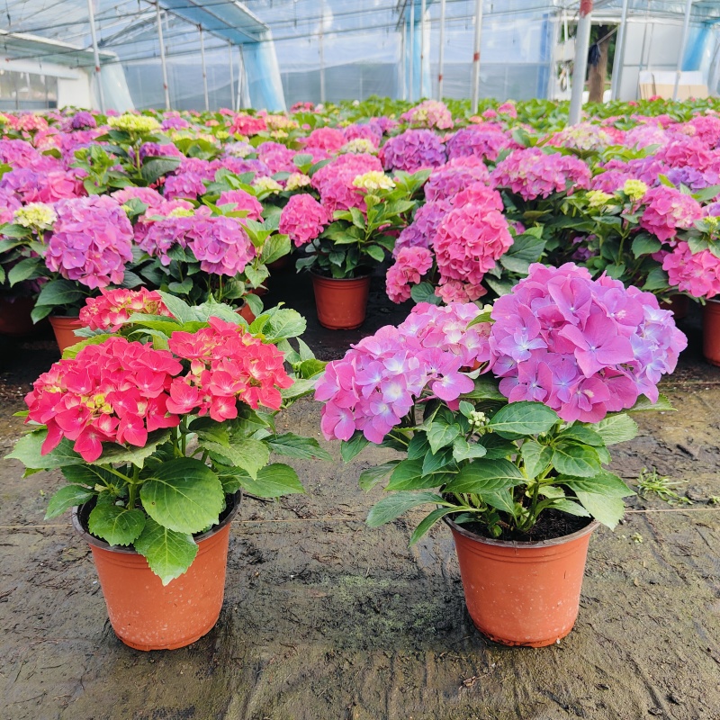 开花绣球，八仙花盆栽，品种多，基地批发