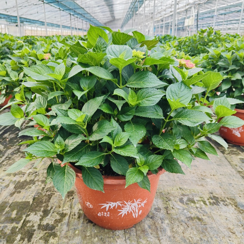 开花绣球，八仙花盆栽，品种多，基地批发